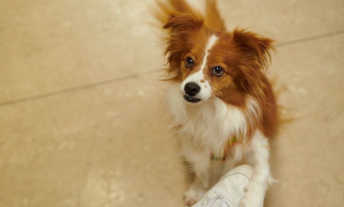 Therapiehund Dexter bei der Interaktion mit einem Menschen
